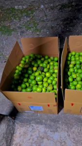 Lemon California Hijau super segar fresh box ukuran 1Kg lemon