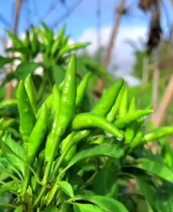 8 BUTIR BIJI/BENIH CABE HIAS ETHA TUMPUK | BERGEROMBOL ( Bisa konsumsi )