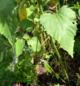 5 BUTIR BIJI/BENIH BUNGA MATAHARI MERAH VALVET QUEEN