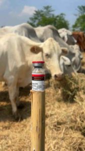 อาหารไก่ วัว สุนัข เสริมโครง กินเก่ง โตไว บินดี