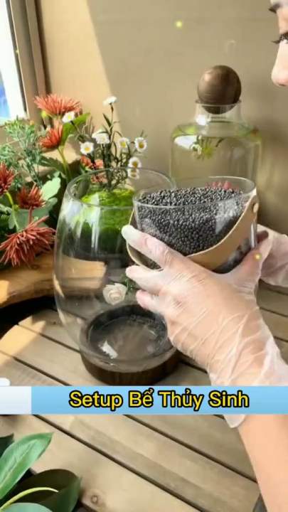 Hạt giống thủy sinh gói 10g- Trân châu lá ngọc,Cỏ Ngưu mao chiên ...