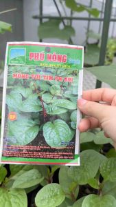 Hạt giống mồng tơi tím PN 691 Phú Nông Gói 2gr lá to dày thân tím đậm nảy mầm mao trồng quanh năm