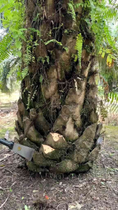 Dodos SBL new m222a 4 inchi