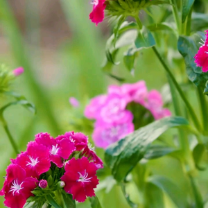 (KEMASAN PREMIUM) BIJI | BENIH BUNGA DIANTHUS MIX WARNA