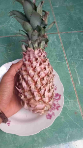 Buah Nanas Merah Segar 500 gram: Obat Kencing Batu