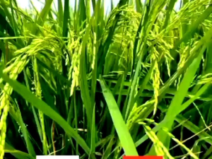 500 MLPUPUK CAIR HANAMARU GENERATIV DAN VEGETATIV UNTUK SEGALA JENIS TANAMAN