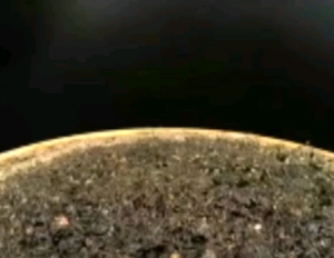 S16 Biji Benih Bunga Matahari (20+/-) Sunflower Seeds FLOWER PLANT SEED SEEDS 观赏向日葵种子 HIGH QUALITY Edible Sunflower(Short seed) 食用向日葵(短子)