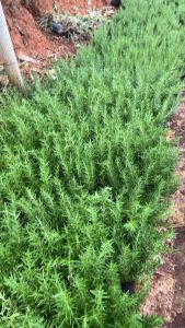 🌿ต้นโรสแมรี่🌿สมุนไพรฝรั่ง