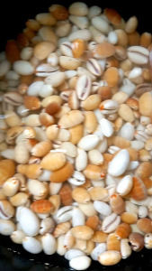 Cangkang Kerang Laut Cowries 100 gram