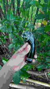 gagang maung /macan tanduk galonggong