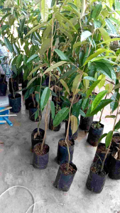 ต้นทุเรียนพันธุ์พื้นเมืองสูง40-70ชม.ชุด5ต้น