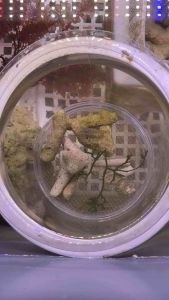 Peppermint Shrimp (Lysmata wurdemanni) live shrimp aiptasia eater Reef Safe Cleaner Shrimp