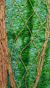 เชิงชิงดักกระต่ายแพ็ค3ผืนสีน้ำตาล (เฉพาะเนื้อ)