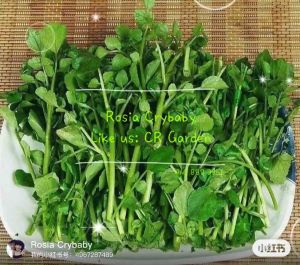 Watercress 30 seeds 西洋菜30粒 可种植在Peat Moss泥土 20-30cm can plant with Peat Moss