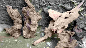 Kayu rentek size M aquascape aquarium