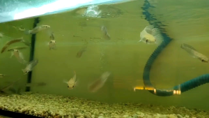 Fish Yellow Sentarum Batik 4-5inci bar 9999