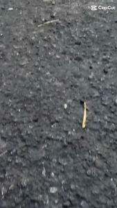 Desain Striping Motor: Striping Bintang Vario 110