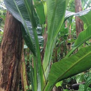 ใบตองกล้วยตานี กล้วยพังลา สีเขียวเข้ม น้ำหนัก 6 กิโลกรัม