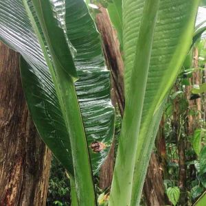 9 กิโลกรัม ใบตองกล้วยตานี กล้วยพังลา สีเขียวเข้ม น้ำหนัก กับพืช