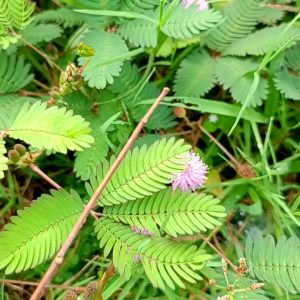 (KEMASAN PREMIUM) BIJI | BENIH BUNGA MIMOSA / PUTRI MALU