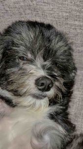 Cirofurri Gentle Eye Drops for Dogs & Cats – Hydrates & Freshens | Non-Medicated Pet Eye Rinse (60ml)