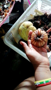 เมล็ดพันธุ์มะตาด50เมล็ด