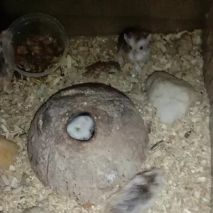 Roborovski drawf hamster银狐仓鼠(老夫子)/cage(s)(b)SHIP BY PET LOGGISTIC