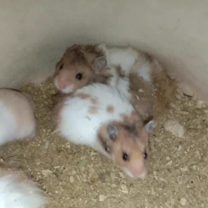 GOLDEN HAMSTER / PET CAGE (SHIP BY PET LOGISTIC)