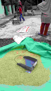 BENIH PADI CIBESI GALUR SUPER GENAH ANAKAN JUMBO UNGGUL PER 5KG