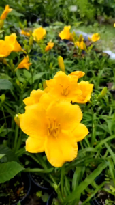 ต้นดอกไม้จีน ดอกไม้จีน เดย์ลิลลี่ Daylily สีเหลือง สีส้ม สีแดง