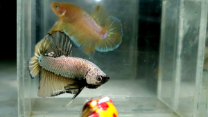 Yellow Copper Dragon Halfmoon Plakat HMPK Betta Fish / Ikan Laga/ 斗鱼 (Not random fish）8