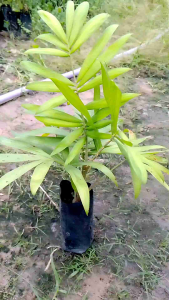 ต้นหวาย