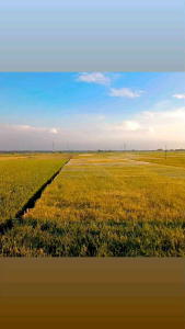 JARING IKAN /BURUNG SENAR 015 LUBANG 2 INCH LEBAR 10 METER DAN 9METER 1 3/4INCH PANJANG 90 METER 200/100