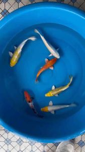 JAPAN KOI LOCAL BREED 9/10” PREMIUM GRADE 6pcs COMBO at RM1080 only + shipping RM80