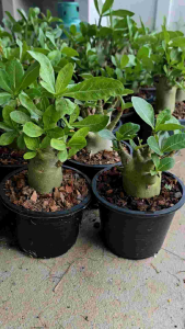 ต้นชวนชมนมสดดอกดก (สายพันธุ์อราบิคั่ม)