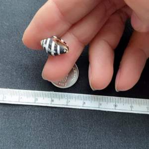 หอยสังข์ม้าลายเล็ก Small zebra conch shell black and white stripes