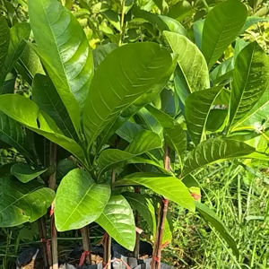 ต้นโซ่ทองคําหรือสร้อยสุวรรณ