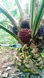 Dodos Sawit/Dodos Kls Palm King pro Asli Super Tajam Original