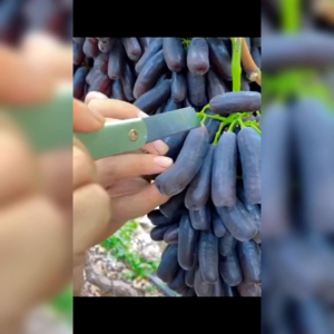 15 BUTIR BENIH TANAMAN ANGGUR BLACK SAPPHIRE (KEMASAN ORIGINAL)