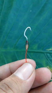 Pancing Urek Belut Model Santang P4rang Kurawa India Gayung - Bahan Kawat Baja (Pancingan Belut Sawah)