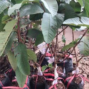 Cây giống ổi Trân Châu Ruột Đỏ Đài Loan cây giống chuẩn