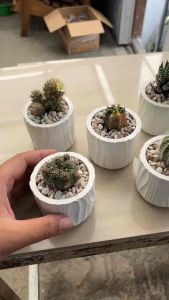 PAKET LENGKAP kaktus sukulen pot Cylinder Wood