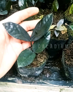 Zamia Black Raven Philodendron Tanaman Hias Siap Tampil