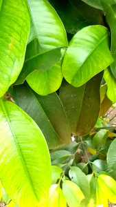 50 Lembar Daun Manggis Segar Langsung Petik