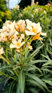 ยี่โถสีครีม กระถาง 11 นิ้ว ต้นสวยและแข็งแรง (กทม)