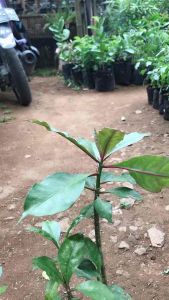 bibit tanaman jarum tujuh bilah (obat herbal) - Manfaat Kesehatan: Asam Urat, Nyeri, Kanker, Hipertensi, Jantung, Infeksi Bakteri, Racun