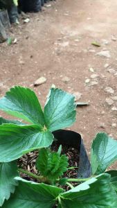 Bibit Strawberry: Pemeliharaan Mudah & Produk Pertanian Berkualitas