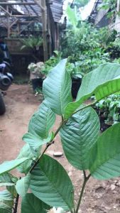 bibit jambu kristal cangkok besar sudah berbuah