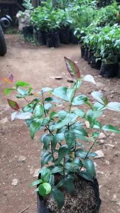 Bibit Pohon Dewandaru-Siyanto: Kebutuhan & Tips