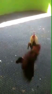 ไข่ไก่ชนพม่าม้าล่อรำงเมีองเหนือเจ้าหม่นเมืองเหนือ